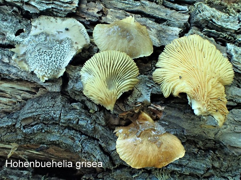 Hohenbuehelia grisea-amf52.jpg - Hohenbuehelia grisea - Syn:Hohenbuehelia fluxilis var. grisea